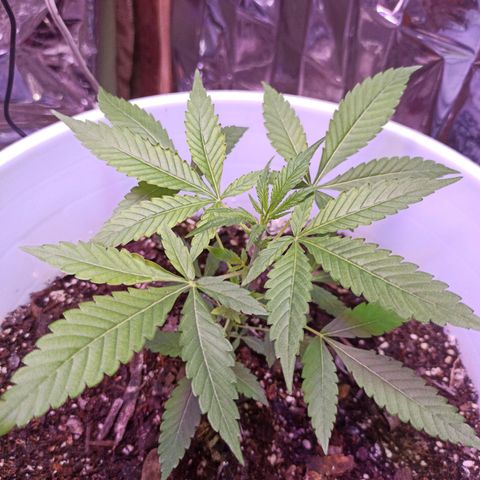 Gorilla Glue Auto growlog photo: BITÁCORA 