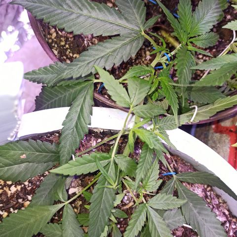 Critical Glue growlog photo: BITÁCORA LST