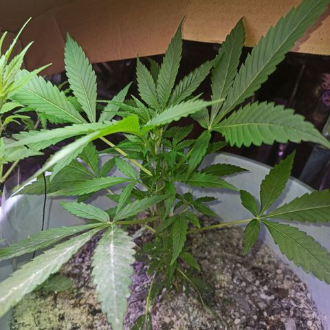 Gorilla Glue Auto growlog photo: BITÁCORA 