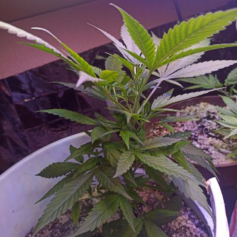 Critical Glue growlog photo: BITÁCORA 