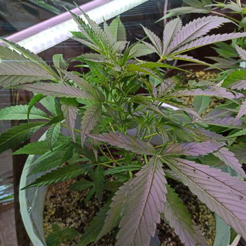 Gorilla Glue Auto growlog photo: BITÁCORA