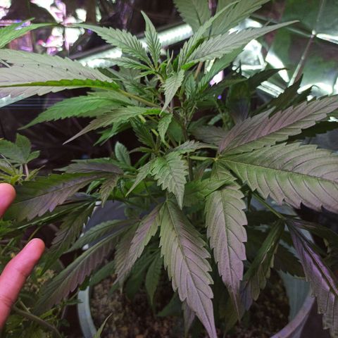 Critical Glue growlog photo: BITÁCORA (YA EN FLORACIÓN)