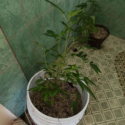 Critical Glue growlog photo: LAVADO DE RAISES POR EXCESO DE FERTILIZACIÓN 