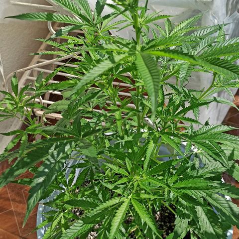Gorilla Glue Auto growlog photo: BITÁCORA (FLORA)