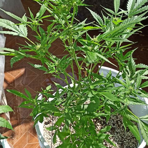 Critical Glue growlog photo: BITÁCORA (FLORA)