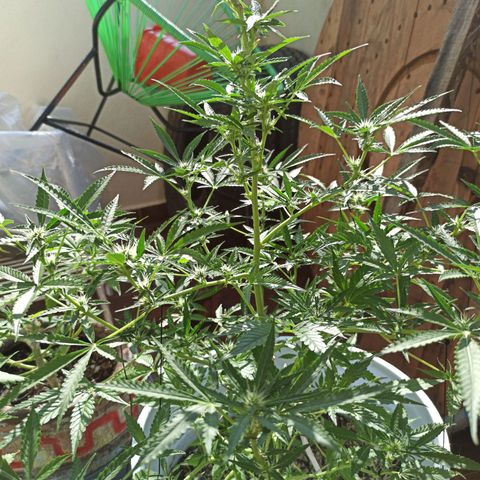 Gorilla Glue Auto growlog photo: 2DA SEMANA SEMANA DE FLORACIÓN ✅