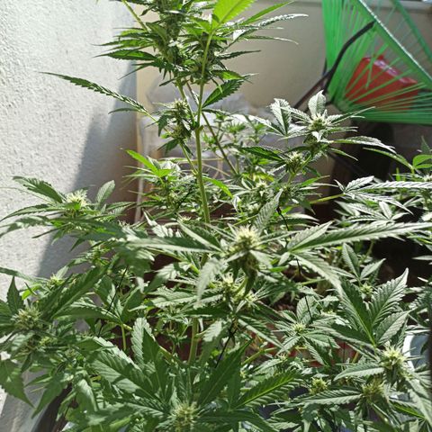 Critical Glue growlog photo: 2DA SEMANA DE FLORACIÓN ✅