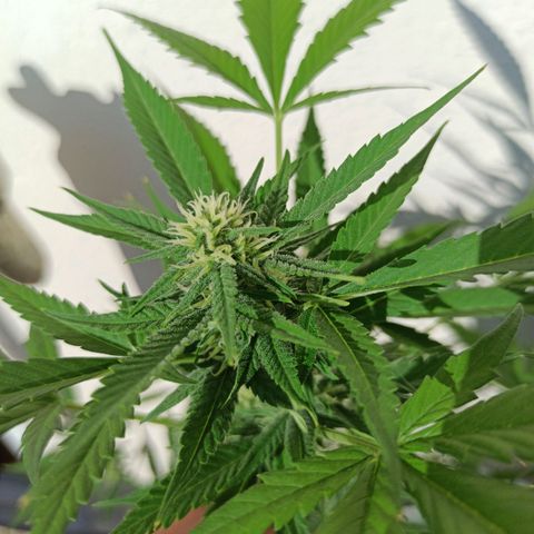 Critical Glue growlog photo: COGOLLOS BITÁCORA 2SEMANA✅