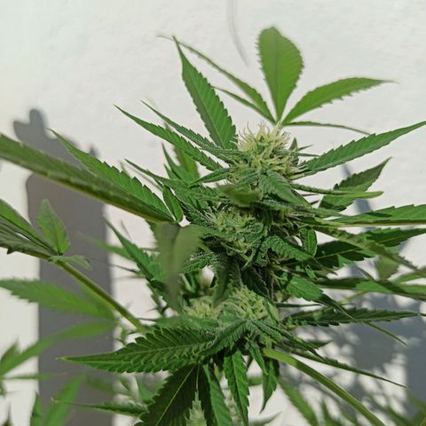 Critical Glue growlog photo: COGOLLOS BITÁCORA 2SEMANA✅