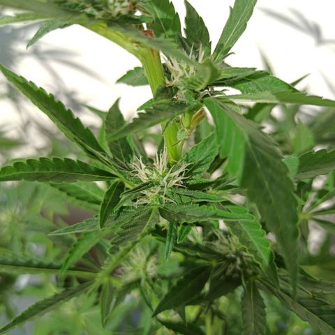 Gorilla Glue Auto growlog photo: COGOLLOS BITÁCORA 2DA SEMANA✅