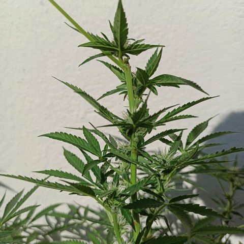 Gorilla Glue Auto growlog photo: COGOLLOS BITÁCORA 2DA SEMANA✅