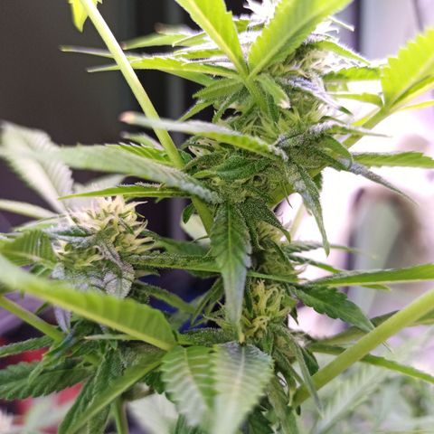 Critical Glue growlog timeline photo