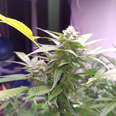 Critical Glue growlog photo: BITÁCORA (3ERA SEMANA DE FLORACIÓN)