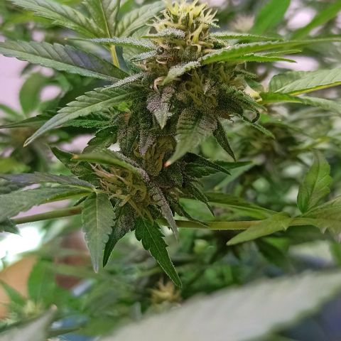 Critical Glue growlog photo: BITÁCORA (3ERA SEMANA DE FLORACIÓN)
