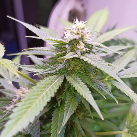Critical Glue growlog photo: BITÁCORA (3ERA SEMANA DE FLORACIÓN)