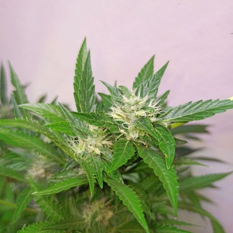Gorilla Glue Auto growlog photo: BITÁCORA (3ERA SEMANA DE FLORACIÓN)
