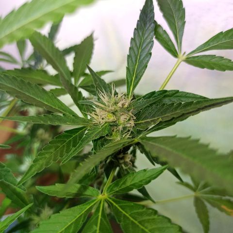 Gorilla Glue Auto growlog photo: BITÁCORA (3ERA SEMANA DE FLORACIÓN)