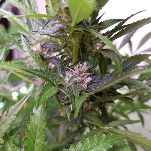 Gorilla Glue Auto growlog photo: BITÁCORA (3ERA SEMANA DE FLORACIÓN)