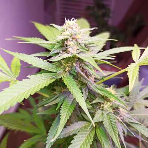 Critical Glue growlog photo: BITÁCORA ✅