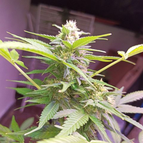 Critical Glue growlog photo: BITÁCORA ✅