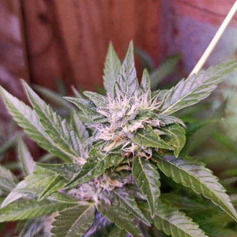 Gorilla Glue Auto growlog photo: BITÁCORA ✅