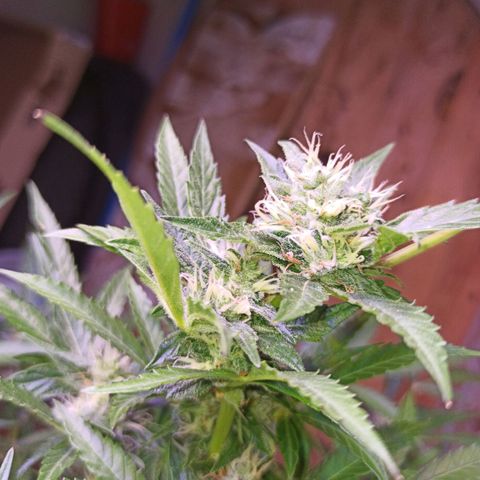 Gorilla Glue Auto growlog photo: BITÁCORA ✅