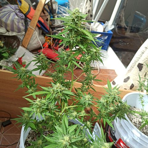 Critical Glue growlog photo: PODA LOLIPOOP( A 2 SEMANAS DE SU COSECHA)