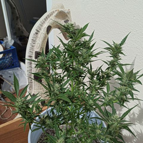 Gorilla Glue Auto growlog photo: PODA LOLIPOOP A 2 SEMANAS DE SU COSECHA ✅💪