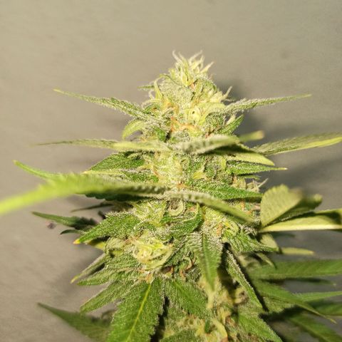 Critical Glue growlog photo: BITÁCORA ✅✅