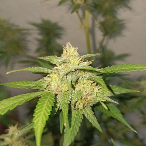 Critical Glue growlog photo: BITÁCORA ✅✅