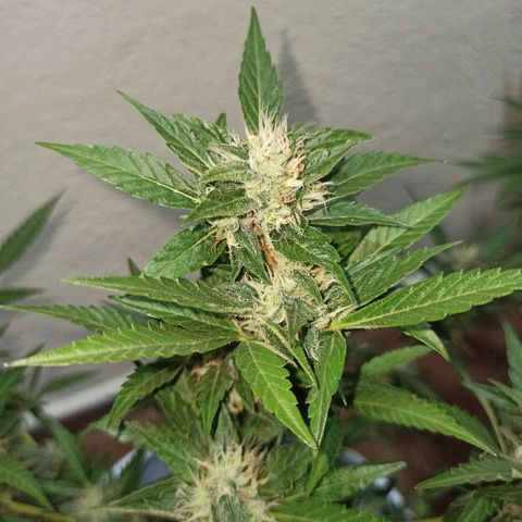 Gorilla Glue Auto growlog photo: BITÁCORA ✅✅