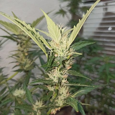 Gorilla Glue Auto growlog photo: BITÁCORA ✅✅