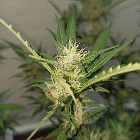 Gorilla Glue Auto growlog photo: BITÁCORA ✅✅
