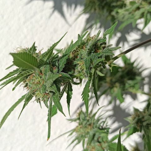 Critical Glue growlog photo: BITÁCORA ✅✅