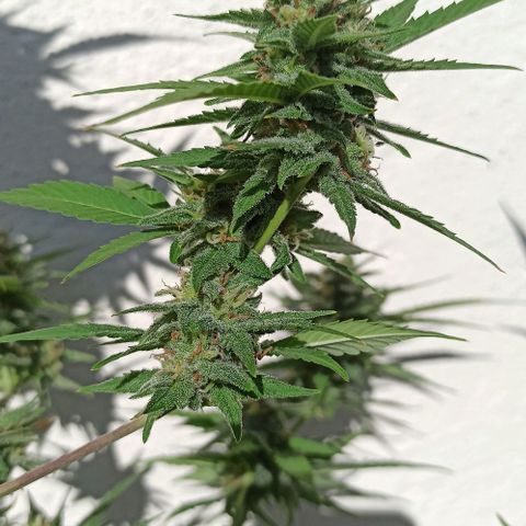 Critical Glue growlog photo: BITÁCORA ✅✅