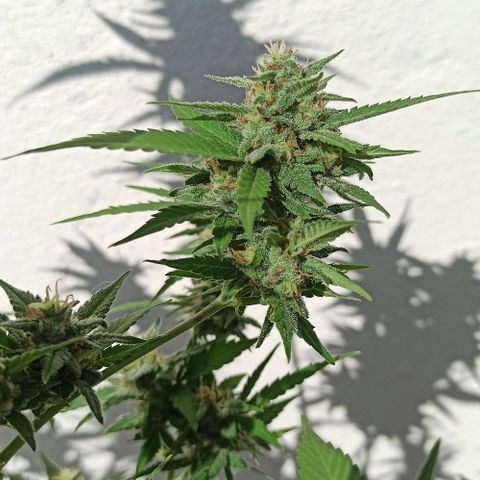 Critical Glue growlog photo: BITÁCORA ✅✅