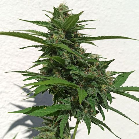 Critical Glue growlog photo: BITÁCORA ✅✅