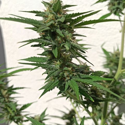Critical Glue growlog photo: BITÁCORA ✅✅