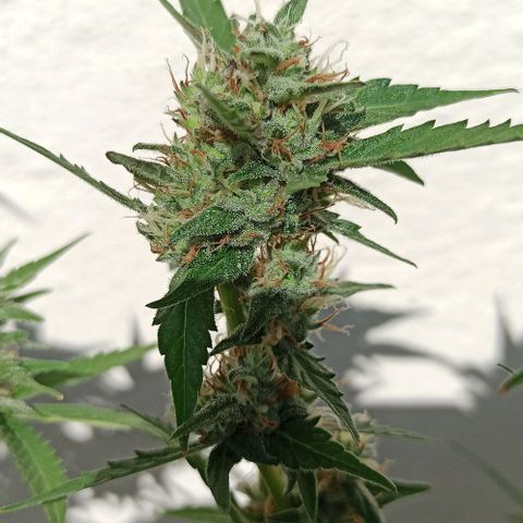 Gorilla Glue Auto growlog photo: BITÁCORA ✅✅