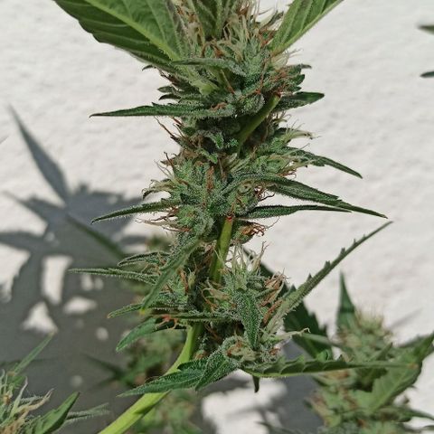 Gorilla Glue Auto growlog photo: BITÁCORA ✅✅