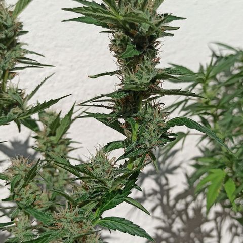 Gorilla Glue Auto growlog photo: BITÁCORA ✅✅