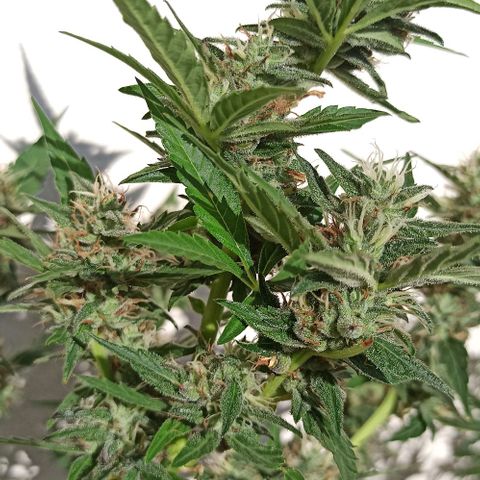 Gorilla Glue Auto growlog photo: BITÁCORA ✅✅