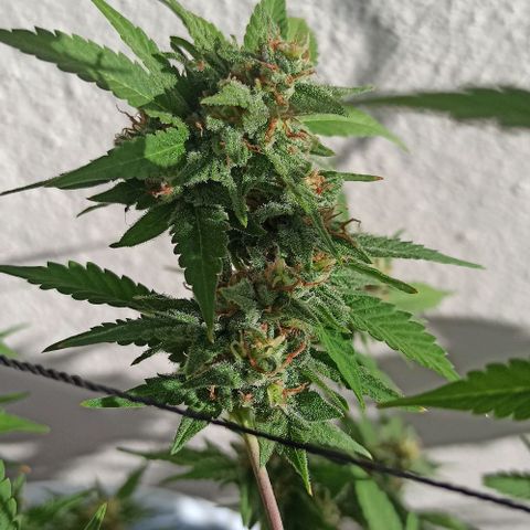 Critical Glue growlog photo: BITÁCORA A 2 SEMANAS DE SU COSECHA ✅✅