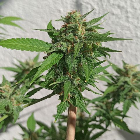 Critical Glue growlog photo: BITÁCORA A 2 SEMANAS DE SU COSECHA ✅✅