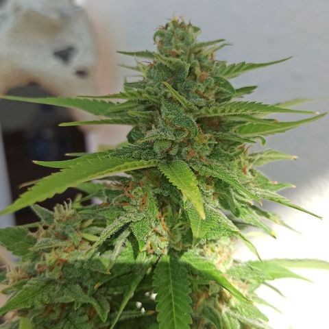 Critical Glue growlog photo: BITÁCORA A 2 SEMANAS DE SU COSECHA ✅✅