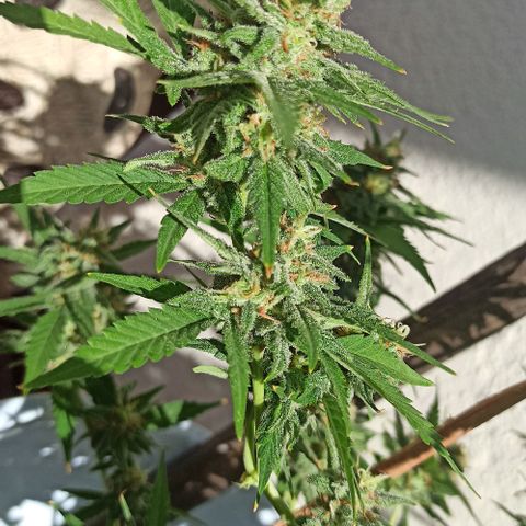 Critical Glue growlog photo: BITÁCORA A 2 SEMANAS DE SU COSECHA ✅✅