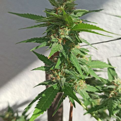 Critical Glue growlog photo: BITÁCORA A 2 SEMANAS DE SU COSECHA ✅✅