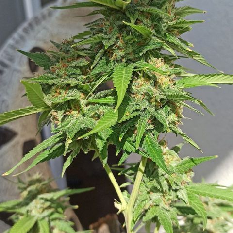 Critical Glue growlog photo: BITÁCORA A 2 SEMANAS DE SU COSECHA ✅✅