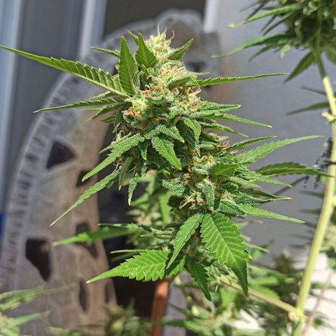 Critical Glue growlog photo: BITÁCORA A 2 SEMANAS DE SU COSECHA ✅✅