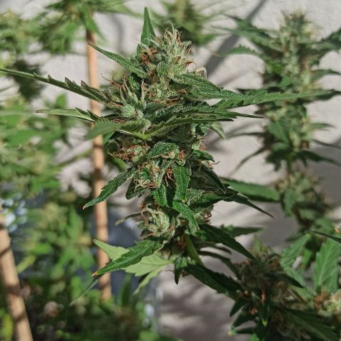 Gorilla Glue Auto growlog photo: BITÁCORA A 2 SEMANAS DE SU COSECHA ✅✅